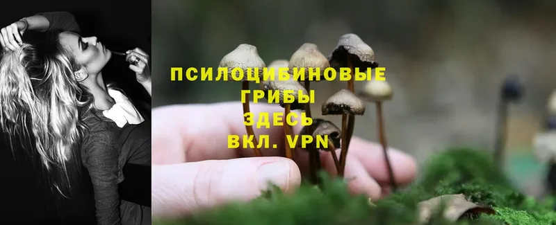 Псилоцибиновые грибы Psilocybine cubensis  Саров 